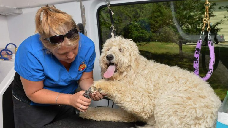 Aussie Pet Mobile is a leading franchisor of mobile pet grooming services for dogs and cats